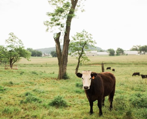 cattle feed