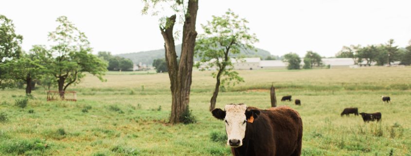 cattle feed