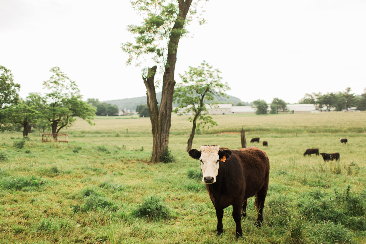 cattle feed