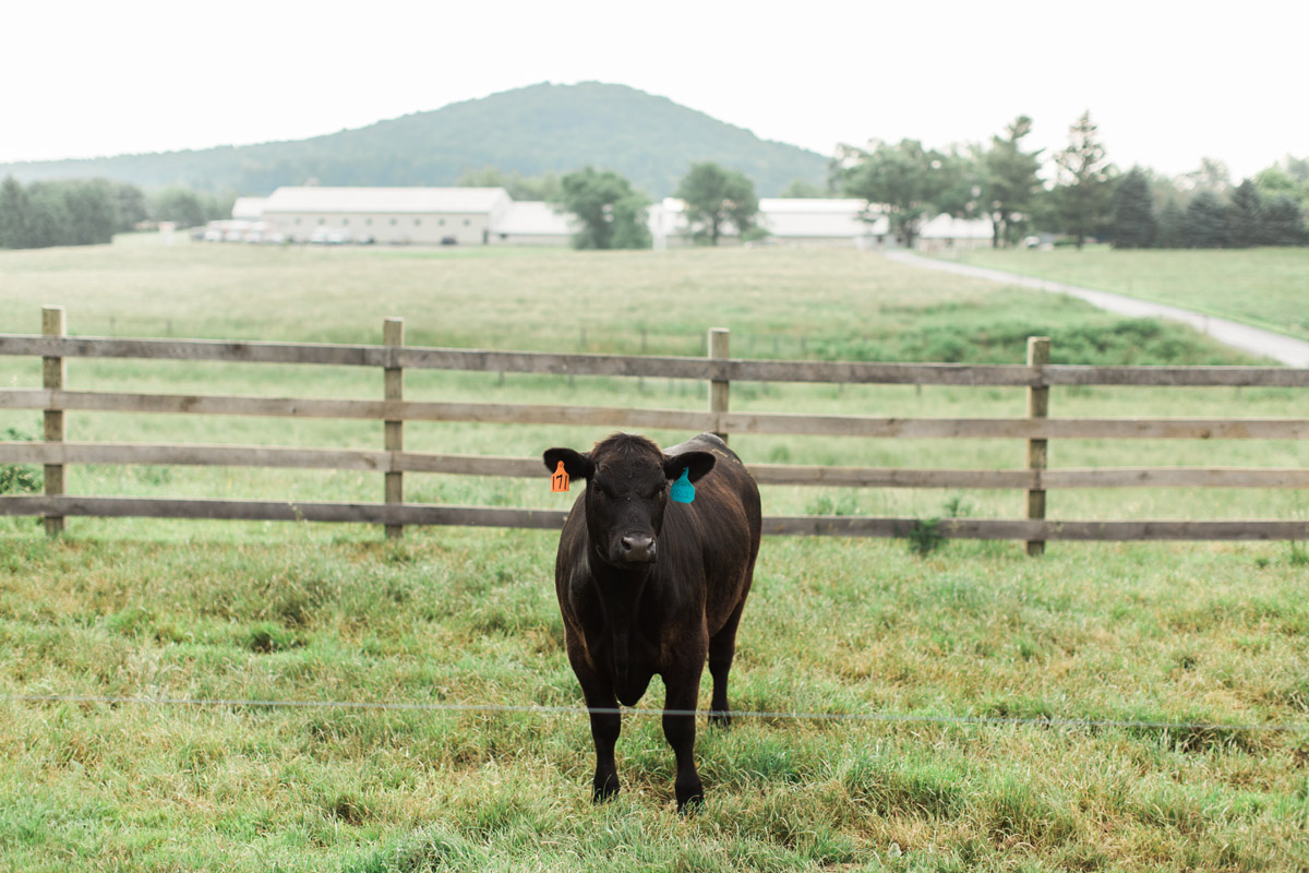 cattle feed