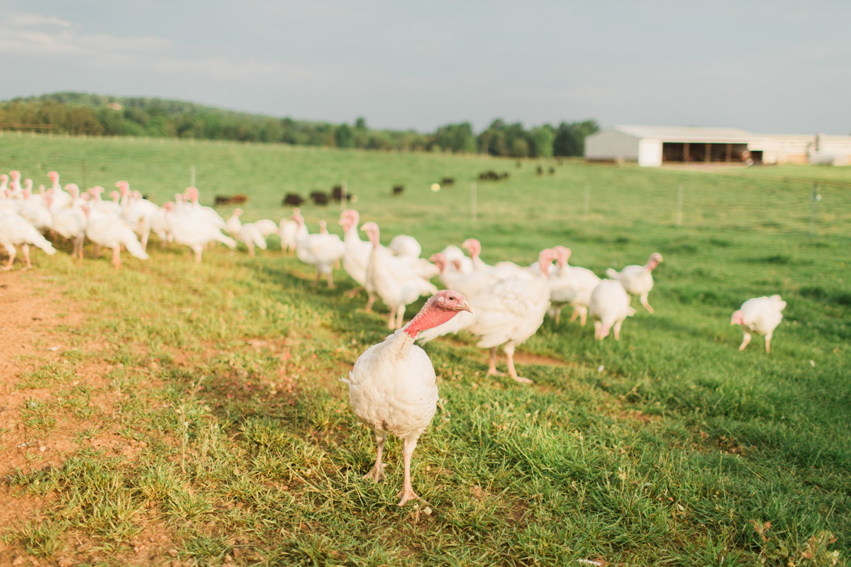 all-natural turkey