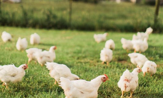 free range chickens running around