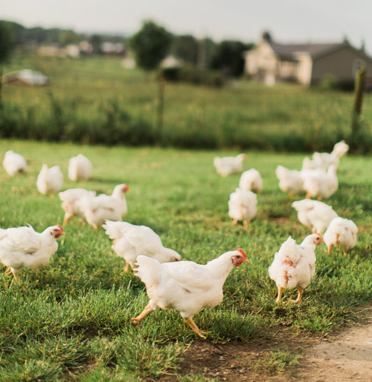 free range chickens running around