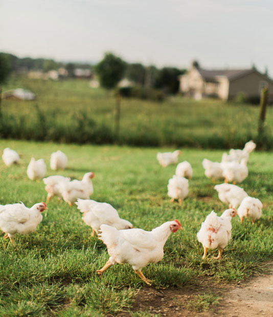 all natural chicken