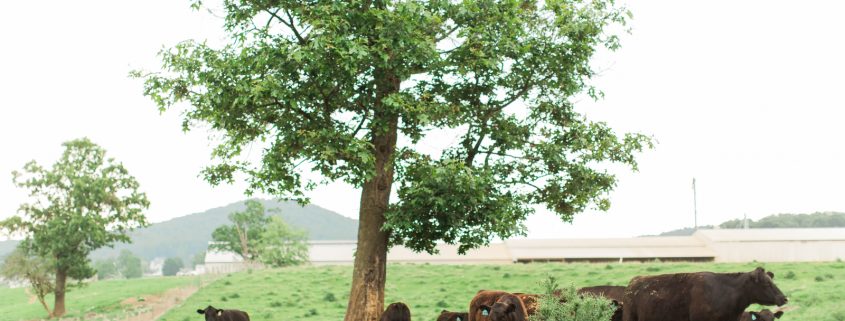 Cows Eating All Natural Animal Feed