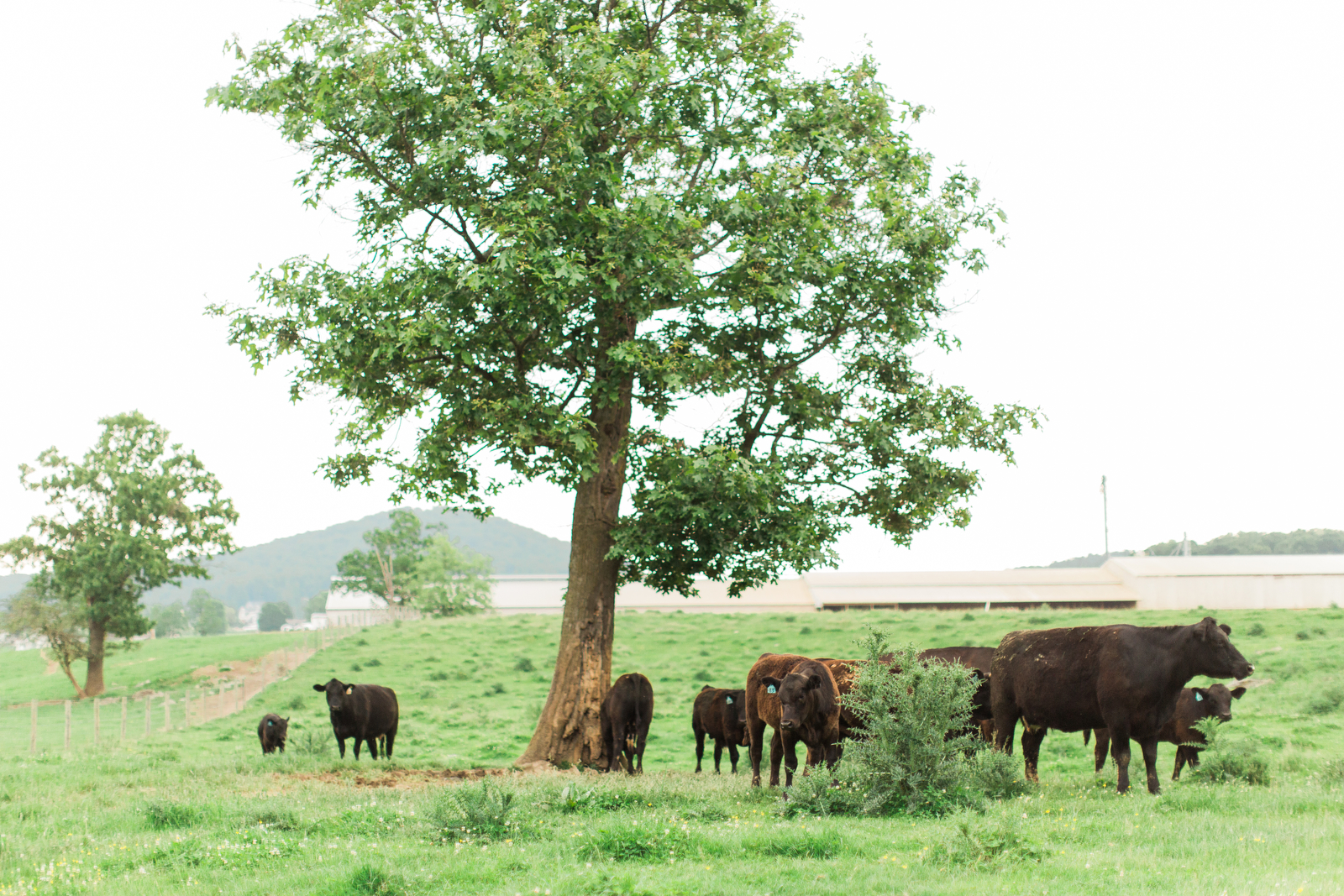 Cows Eating All Natural Animal Feed