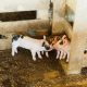 Berkshire pork piglets nuzzling each other