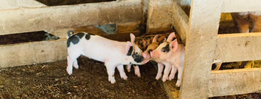 Berkshire pork piglets nuzzling each other