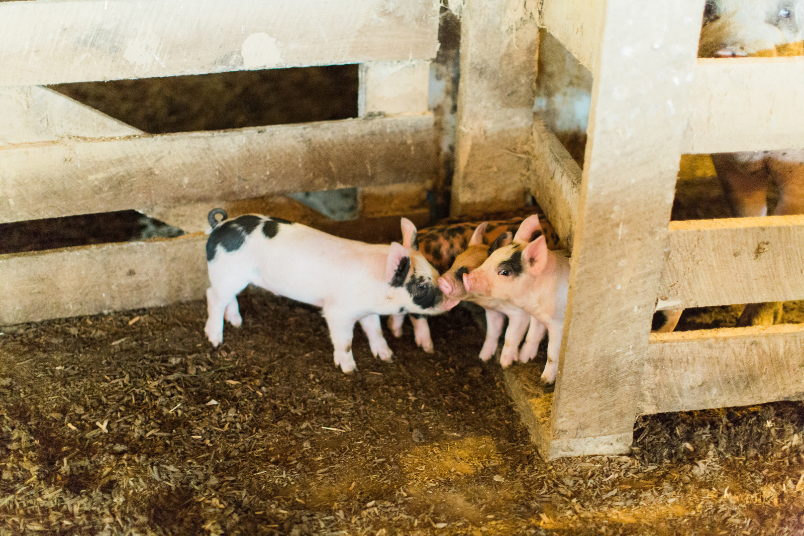 Berkshire pork piglets nuzzling each other