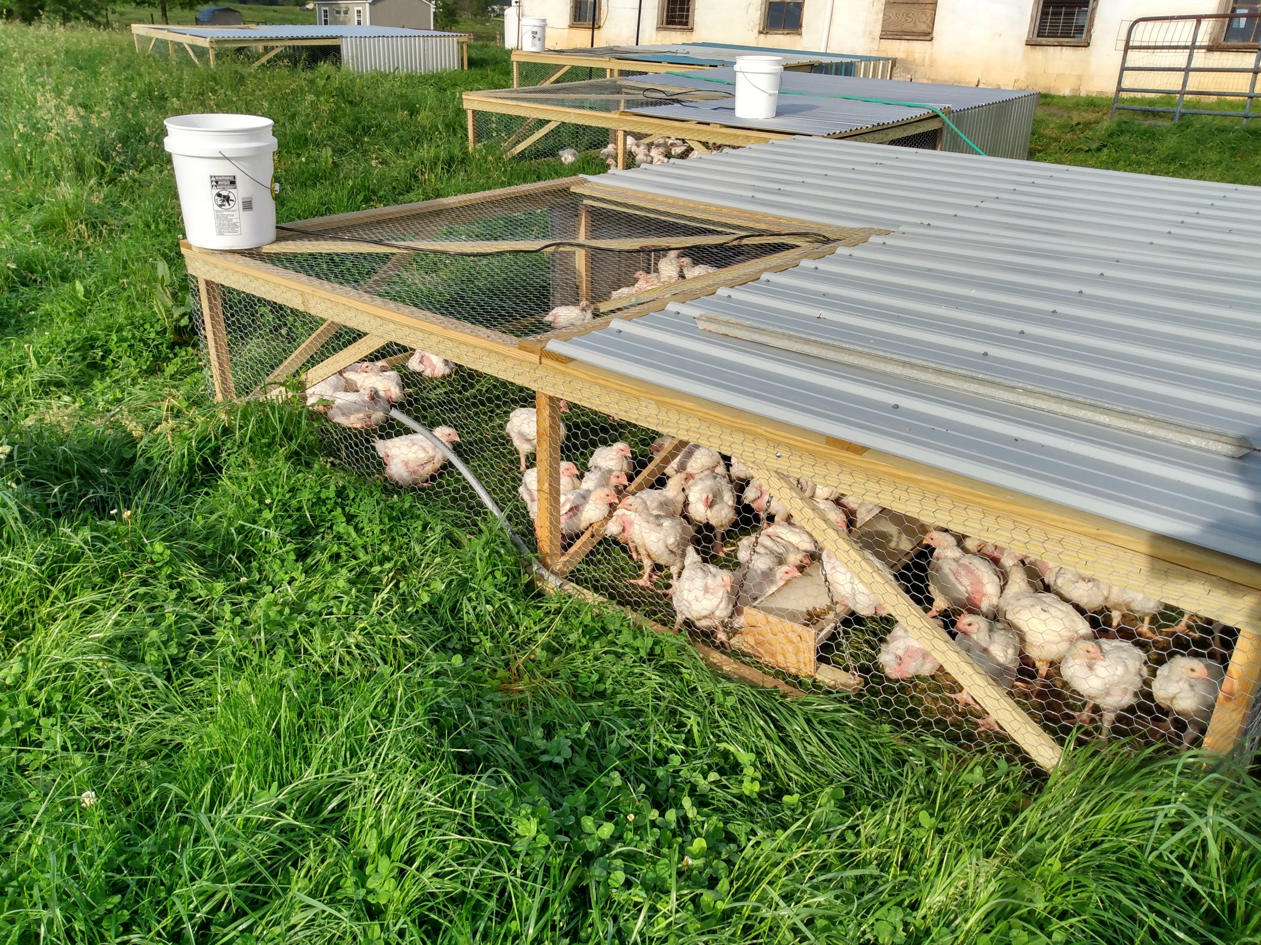 Broiler feed and chickens