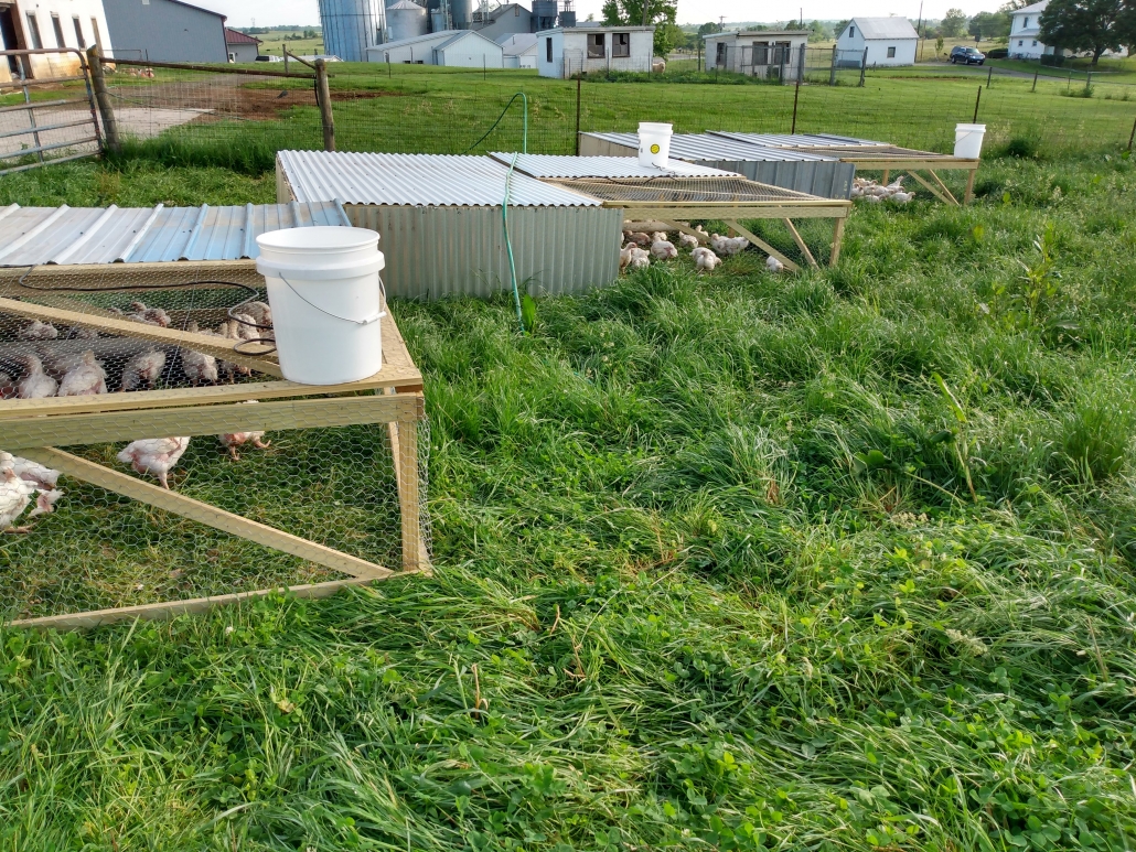 broiler feed and chickens