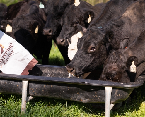 close up photo of cows eating non-GMO sunrise farms feed together at trough.