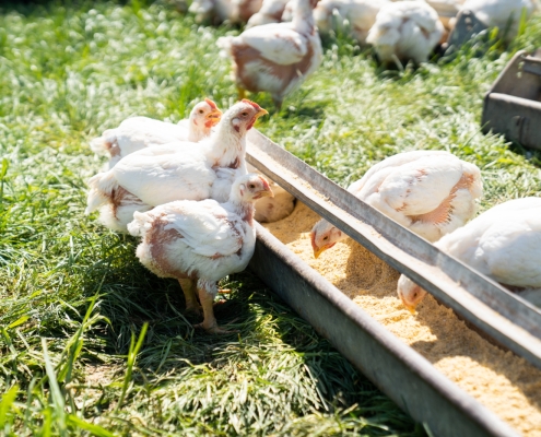 group of chicks eating chick starter feed at trough.